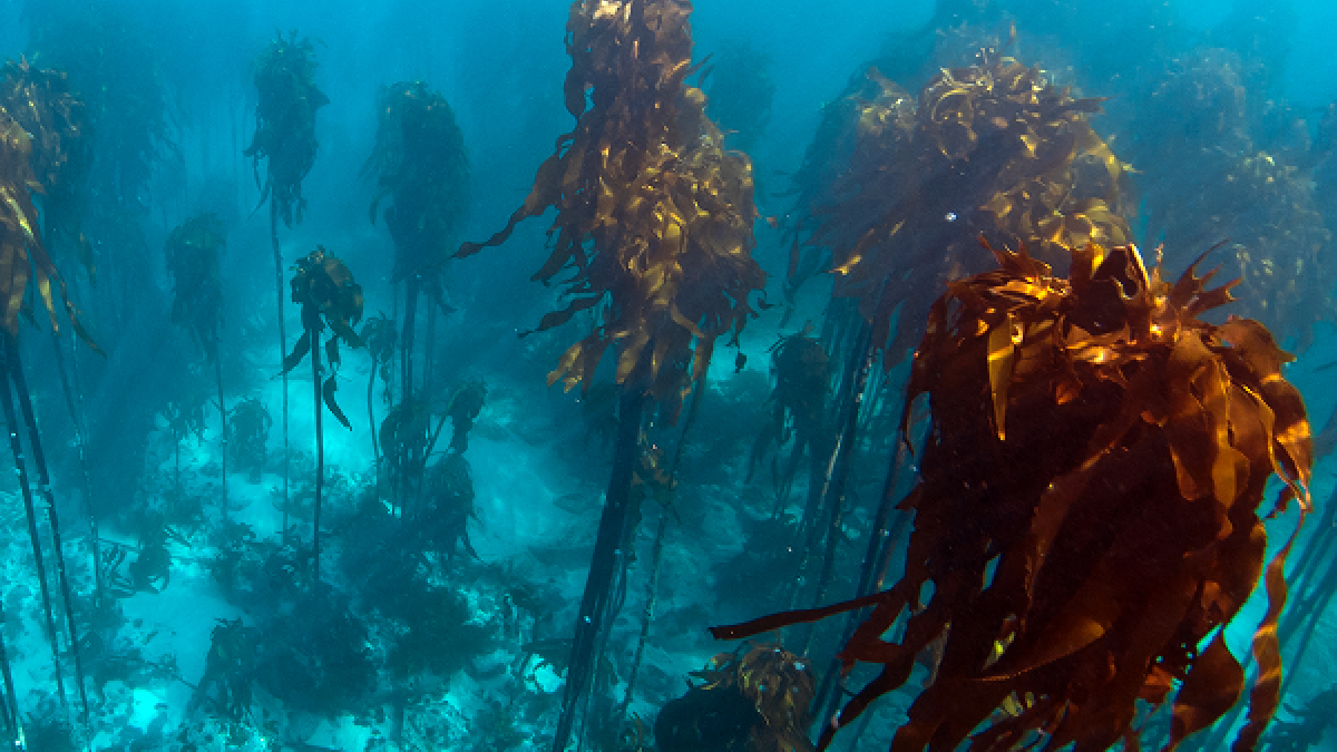 SAS Group buys majority stake in South African bio-stimulant maker Afrikelp